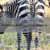 10 Inspiring Because of Him Quotes to Live By [For Motivation and Encouragement]